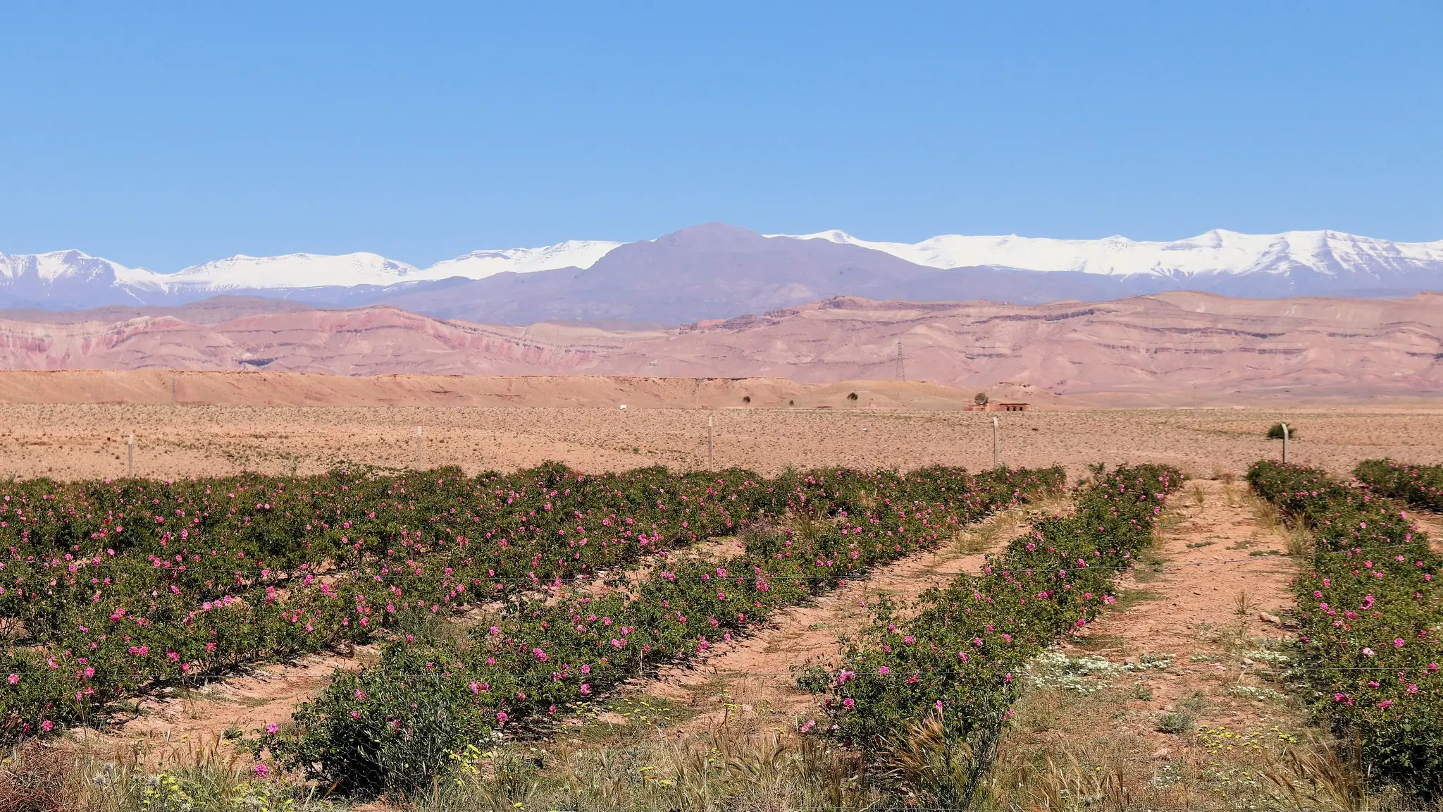 8-Day Rose Valley Trekking Tour